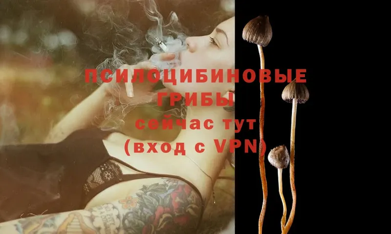 Псилоцибиновые грибы Psilocybe  закладка  MEGA ссылка  Коммунар 